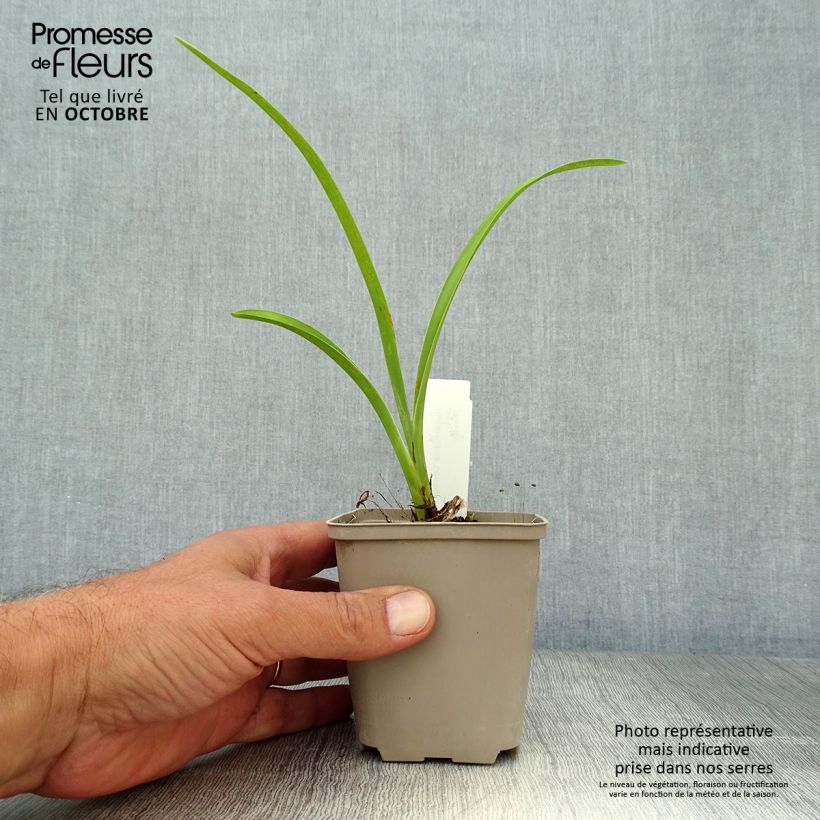 Hemerocallis Chicago Knobby - Daylily 8/9 cm pot sample as delivered in autumn