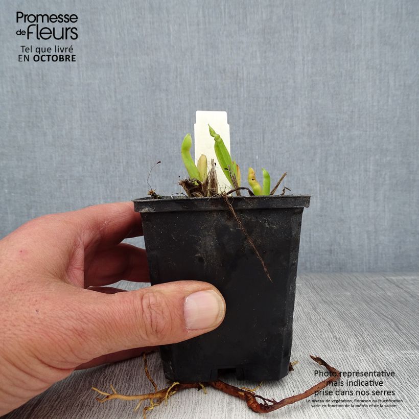 Hemerocallis Chicago Sunrise - Daylily 8/9 cm pot sample as delivered in autumn