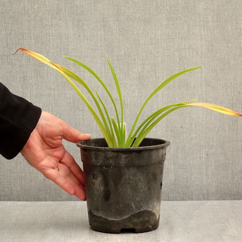 Hemerocallis Chicago Sunrise - Daylily 2L/3L pot sample as delivered in autumn