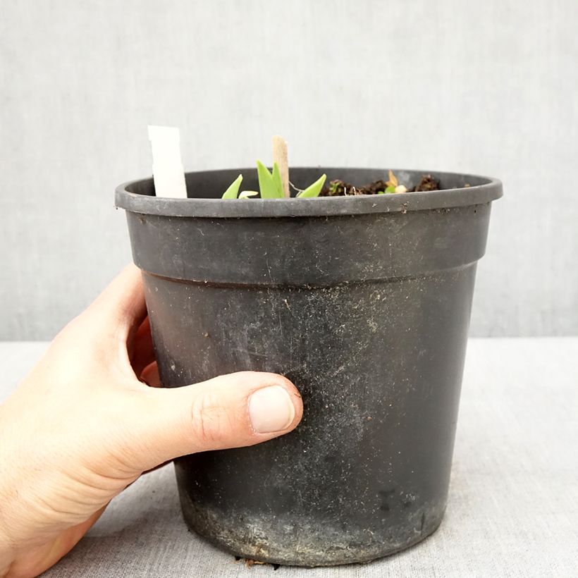 Hemerocallis Chicago Sunrise - Daylily 2L/3L pot sample as delivered in spring