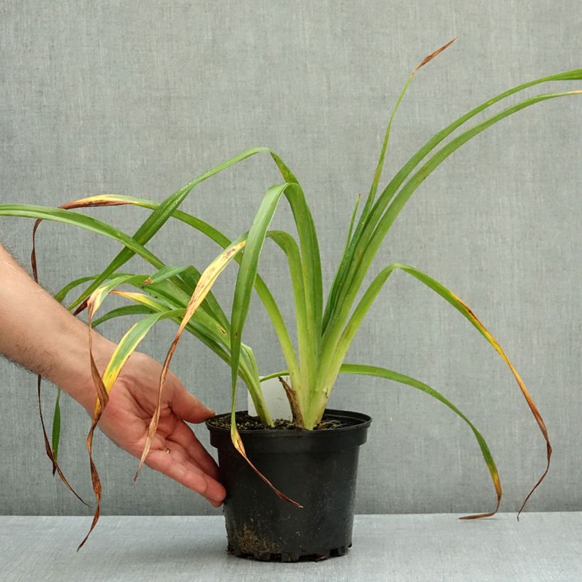 Hemerocallis Chocolate Candy - Daylily 2L/3L pot sample as delivered in autumn