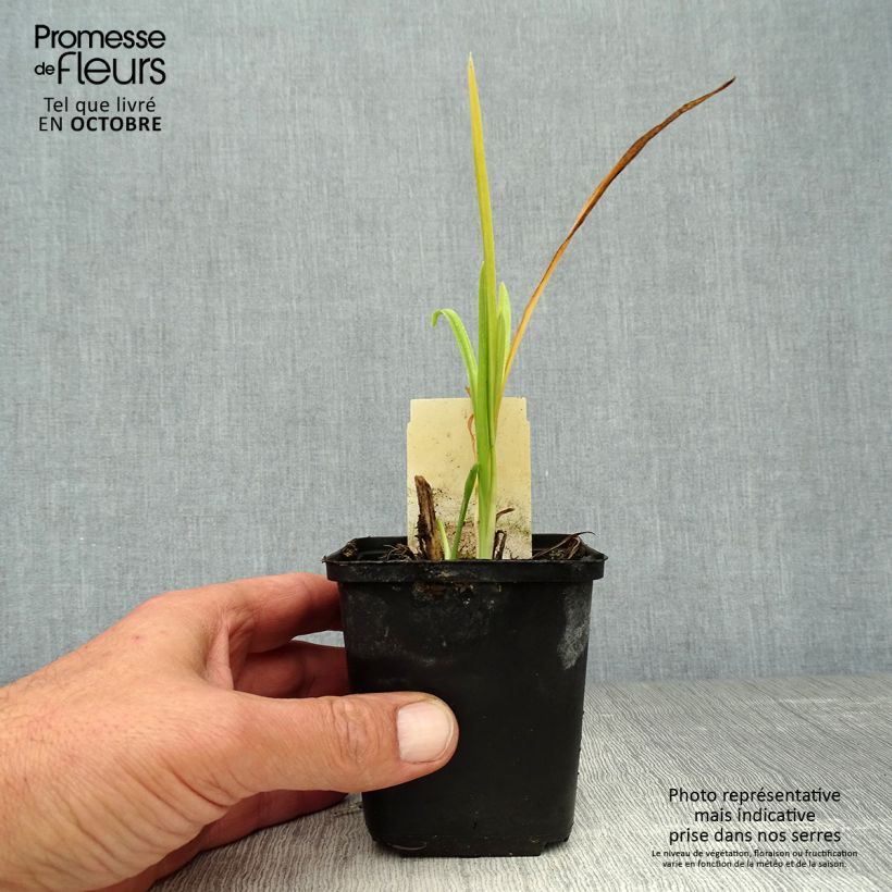 Hemerocallis citrina - Daylily 8/9 cm pot sample as delivered in autumn