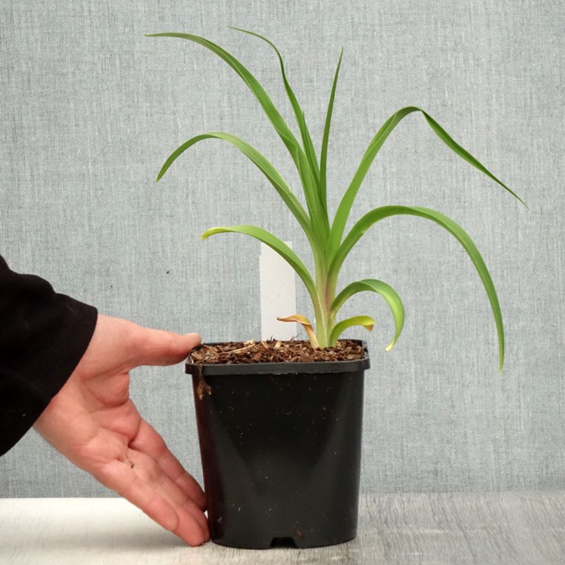 Hemerocallis citrina - Daylily 1.5L/2L pot sample as delivered in spring