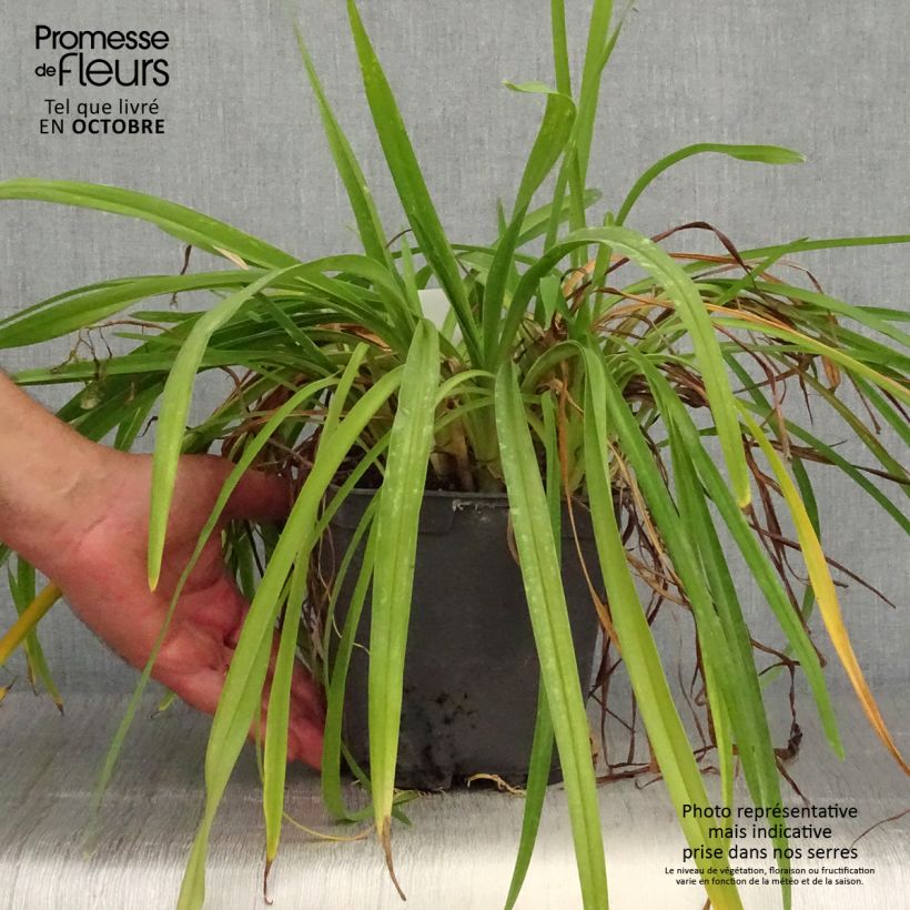 Hemerocallis Crimson Pirate - Daylily 2L/3L pot sample as delivered in autumn