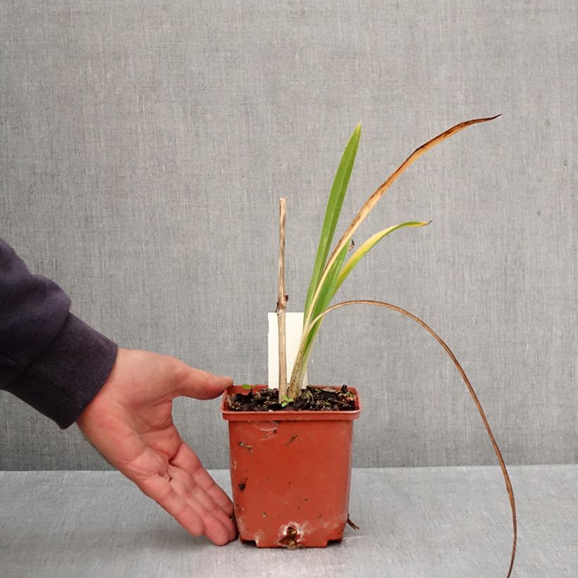 Hemerocallis Daring Deception - Daylily 1L/1.5L pot sample as delivered in autumn