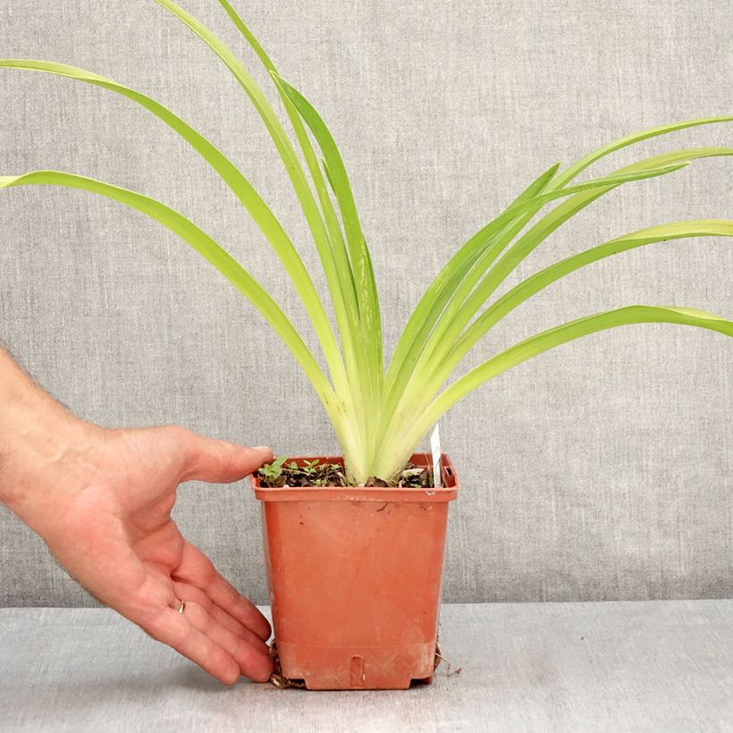 Hemerocallis Daring Deception - Daylily 1L/1.5L pot sample as delivered in summer