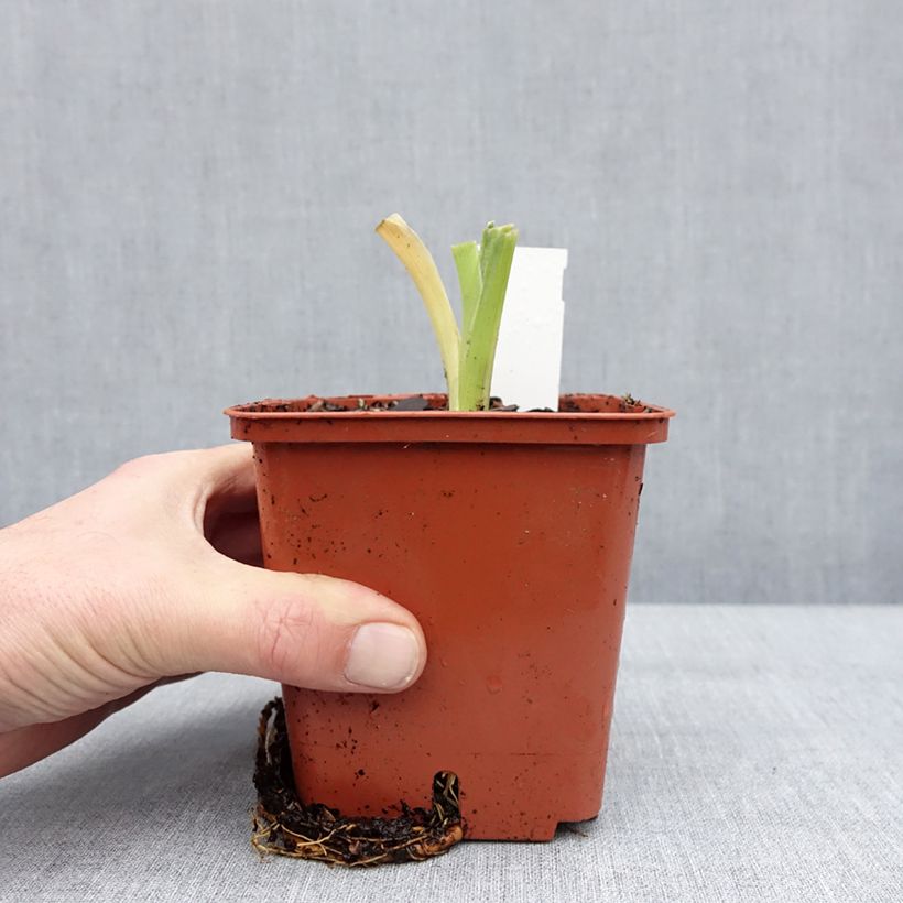 Hemerocallis Daring Deception - Daylily 1L/1.5L pot sample as delivered in winter