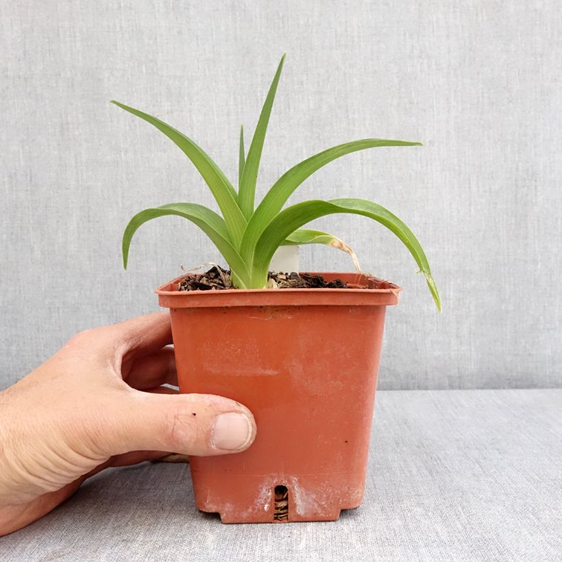 Hemerocallis Daring Deception - Daylily 1L/1.5L pot sample as delivered in spring