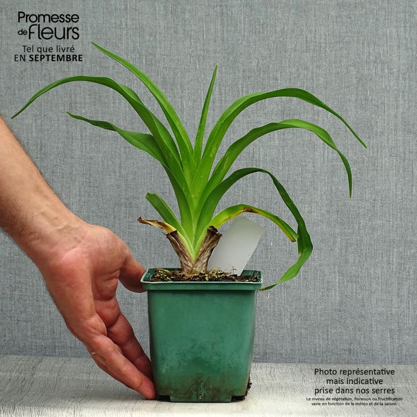 Hemerocallis Daring Dilemma - Daylily 1L/1.5L pot sample as delivered in autumn