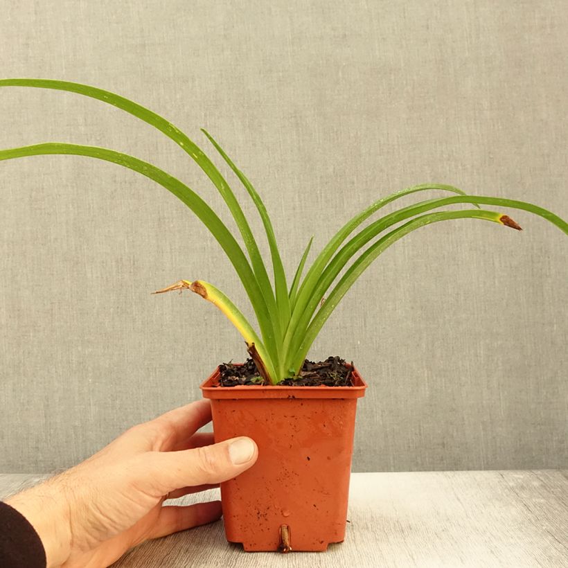 Hemerocallis Destined to See - Daylily 1L/1.5L pot sample as delivered in autumn