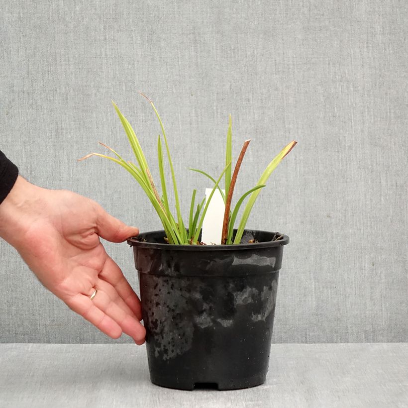 Hemerocallis Double Dream - Daylily 2L/3L pot sample as delivered in autumn