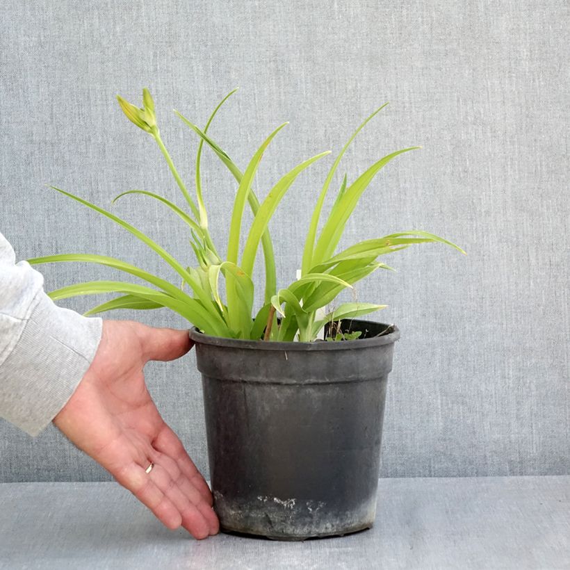 Hemerocallis Double Dream - Daylily 2L/3L pot sample as delivered in spring