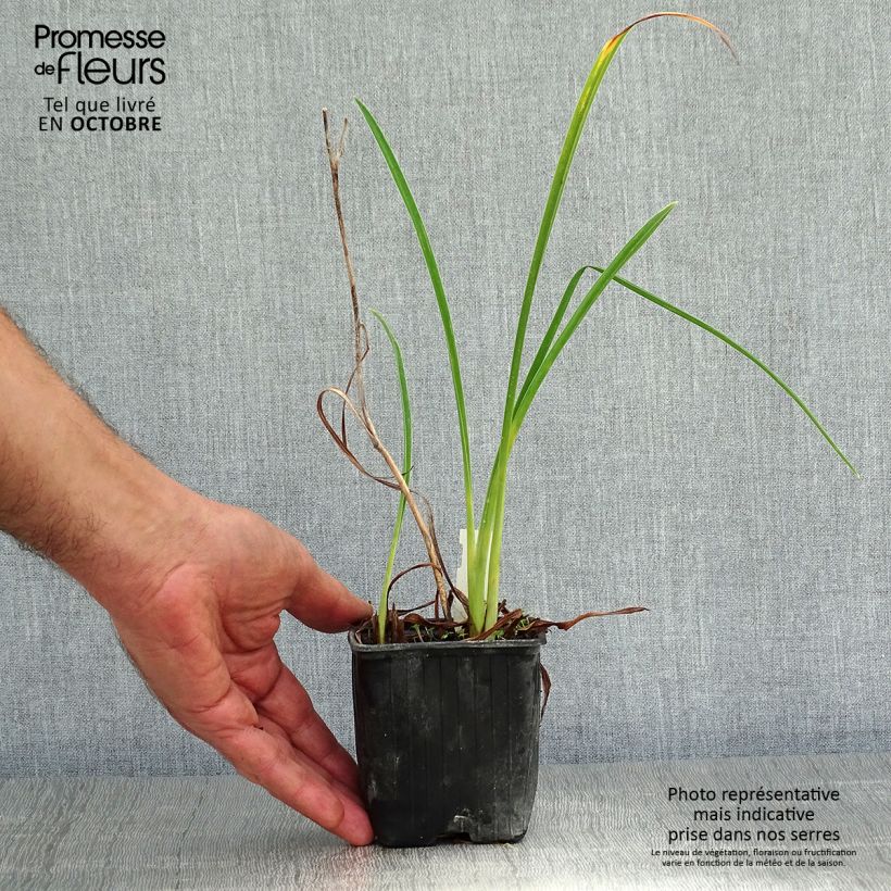 Hemerocallis Double River Wye - Daylily 8/9 cm pot sample as delivered in autumn