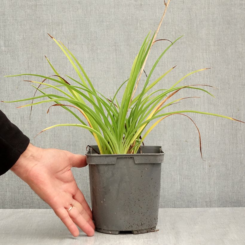 Hemerocallis Double River Wye - Daylily 2L/3L pot sample as delivered in autumn