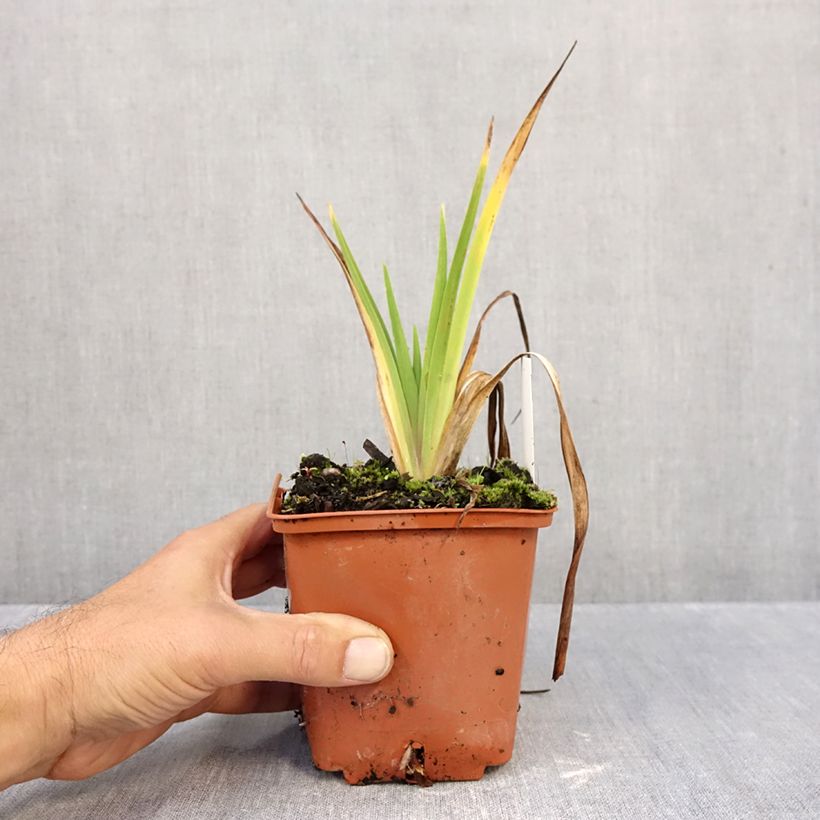 Hemerocallis Dream Legacy - Daylily 1L/1.5L pot sample as delivered in autumn