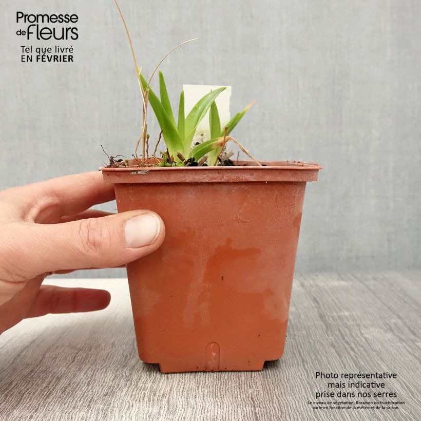 Hemerocallis Dream Legacy - Daylily 1L/1.5L pot sample as delivered in winter