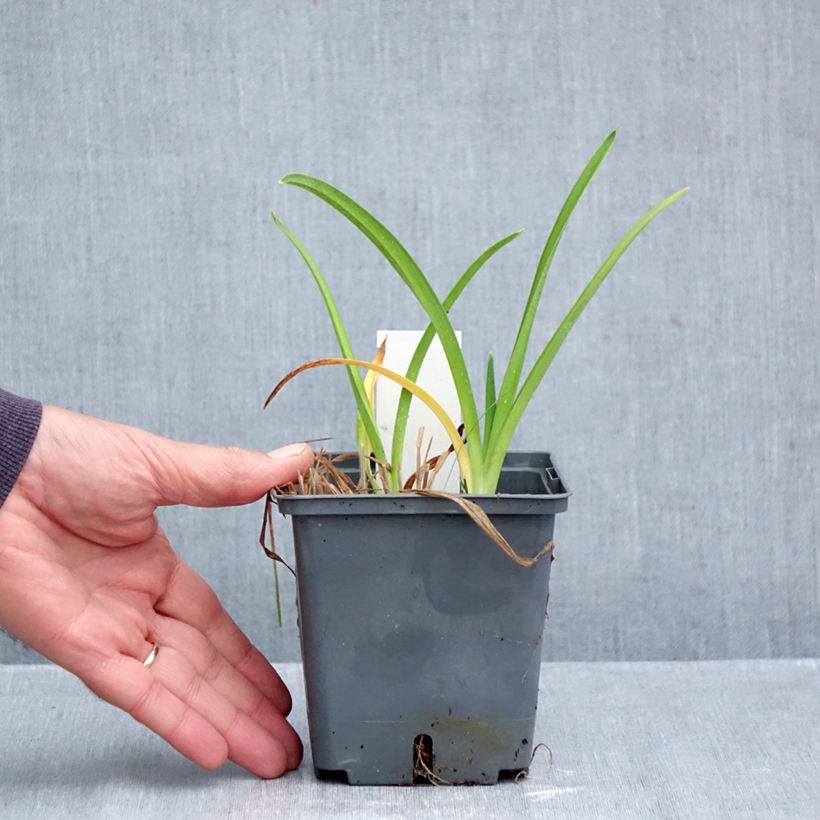Hemerocallis Enchanted Forest - Daylily 1L/1.5L pot sample as delivered in autumn