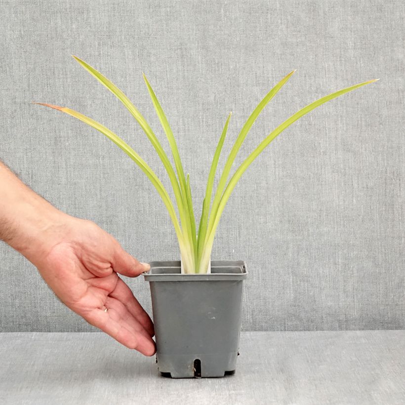 Hemerocallis Enchanted Forest - Daylily 1L/1.5L pot sample as delivered in summer