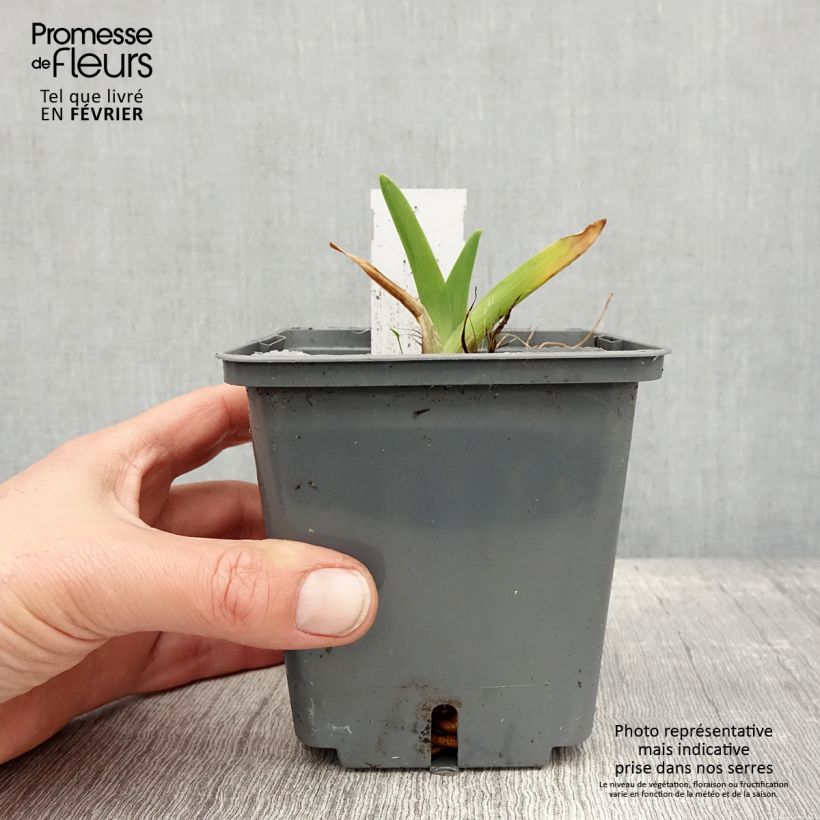 Hemerocallis Enchanted Forest - Daylily 1L/1.5L pot sample as delivered in winter