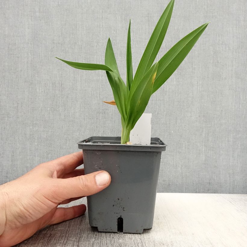 Hemerocallis Enchanted Forest - Daylily 1L/1.5L pot sample as delivered in spring