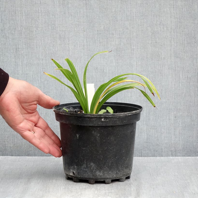 Hemerocallis Everydaylily Bronze - Daylily 2L/3L pot sample as delivered in autumn