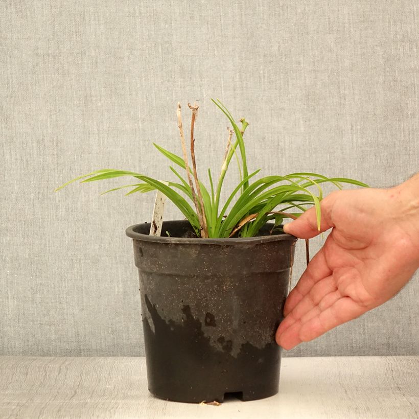 Hemerocallis Everydaylily Bronze - Daylily 2L/3L pot sample as delivered in summer