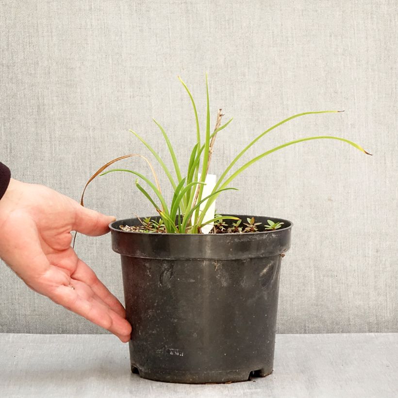 Hemerocallis Everydaylily Cerise - Daylily 2L/3L pot sample as delivered in autumn