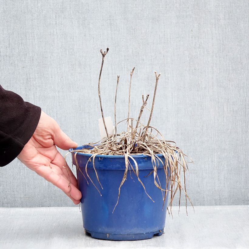 Hemerocallis Everydaylily Cerise - Daylily 2L/3L pot sample as delivered in winter