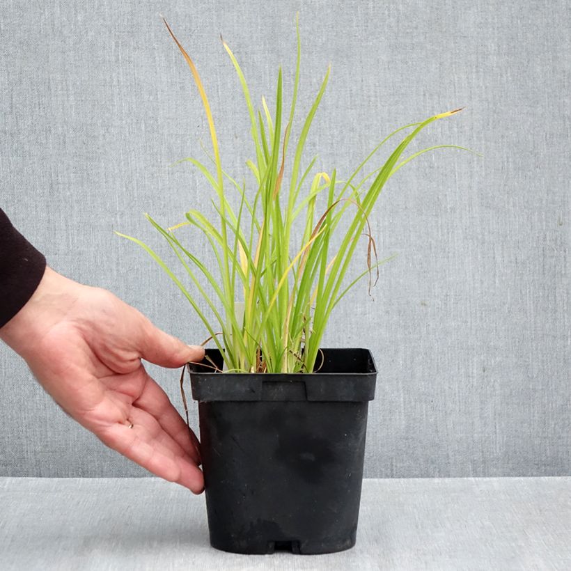 Hemerocallis Everydaylily Punch Yellow - Daylily 2L/3L pot sample as delivered in autumn