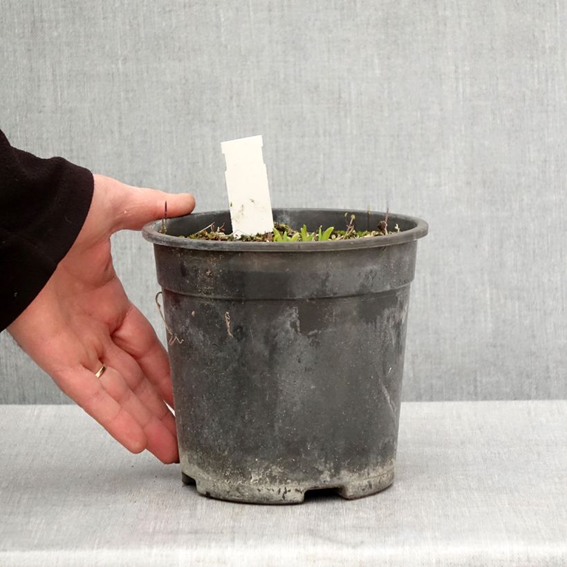 Hemerocallis Everydaylily Punch Yellow - Daylily 2L/3L pot sample as delivered in spring