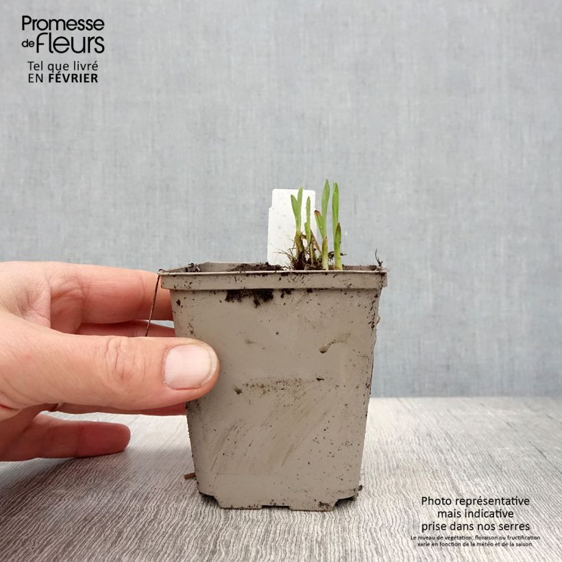 Hemerocallis Everydaylily Red Ribs - Daylily 8/9 cm pot sample as delivered in winter