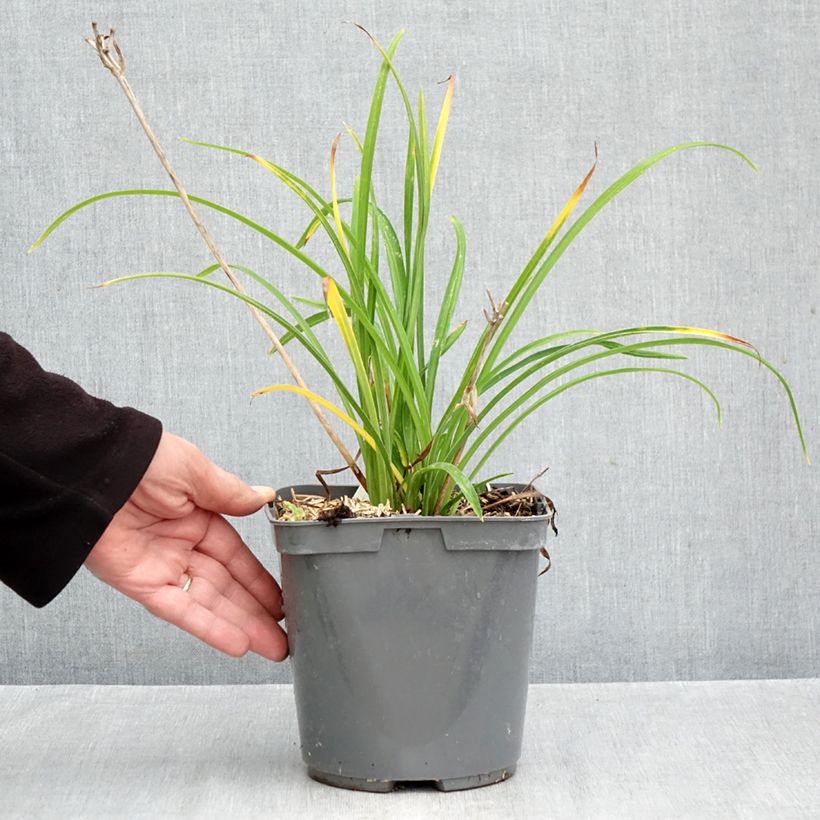 Hemerocallis Everydaylily Red Ribs - Daylily 2L/3L pot sample as delivered in autumn