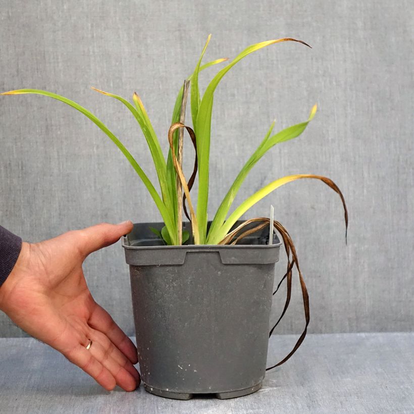 Hemerocallis Exotic Treasure - Daylily 1L/1.5L pot sample as delivered in autumn