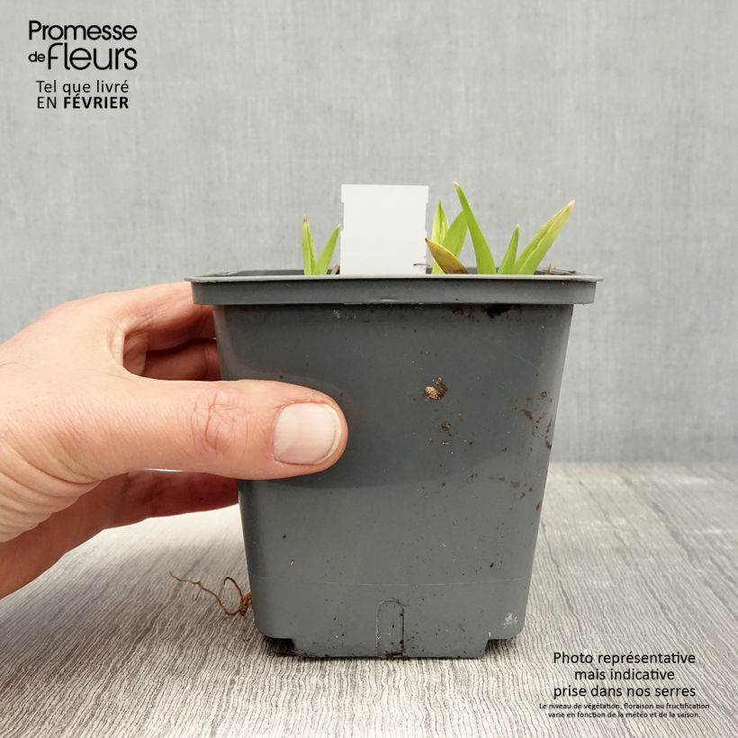 Hemerocallis Exotic Treasure - Daylily 1L/1.5L pot sample as delivered in winter