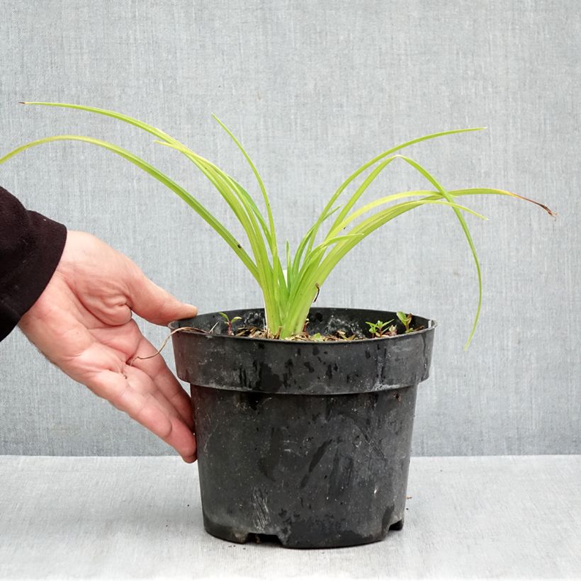 Hemerocallis Final Touch - Daylily 2L/3L pot sample as delivered in autumn