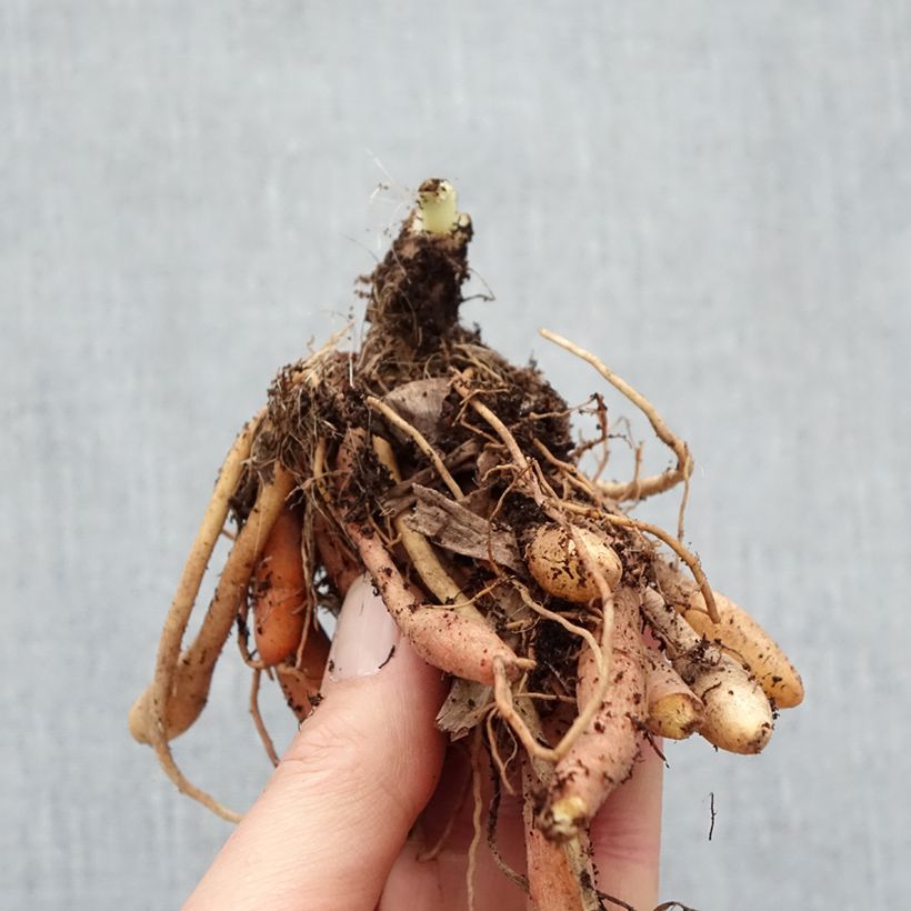 Hemerocallis Final Touch - Daylily Bare root sample as delivered in winter