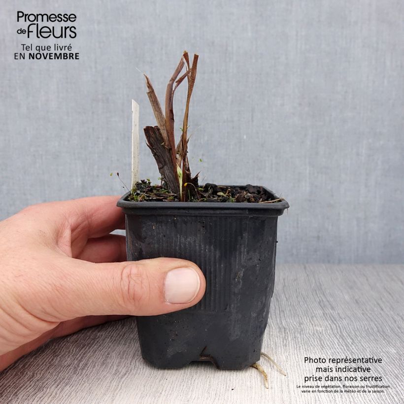 Hemerocallis Flambeau - Daylily 8/9 cm pot sample as delivered in autumn