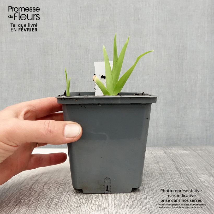 Hemerocallis Flight of The Dragon - Daylily 1L/1.5L pot sample as delivered in winter