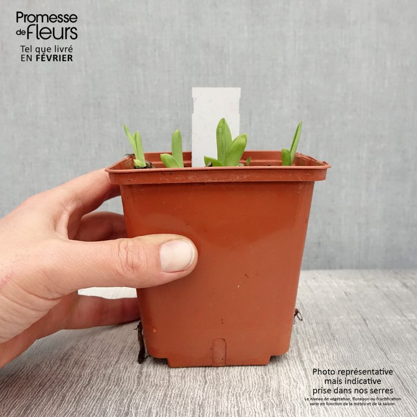 Hemerocallis Fooled Me - Daylily 1L/1.5L pot sample as delivered in winter