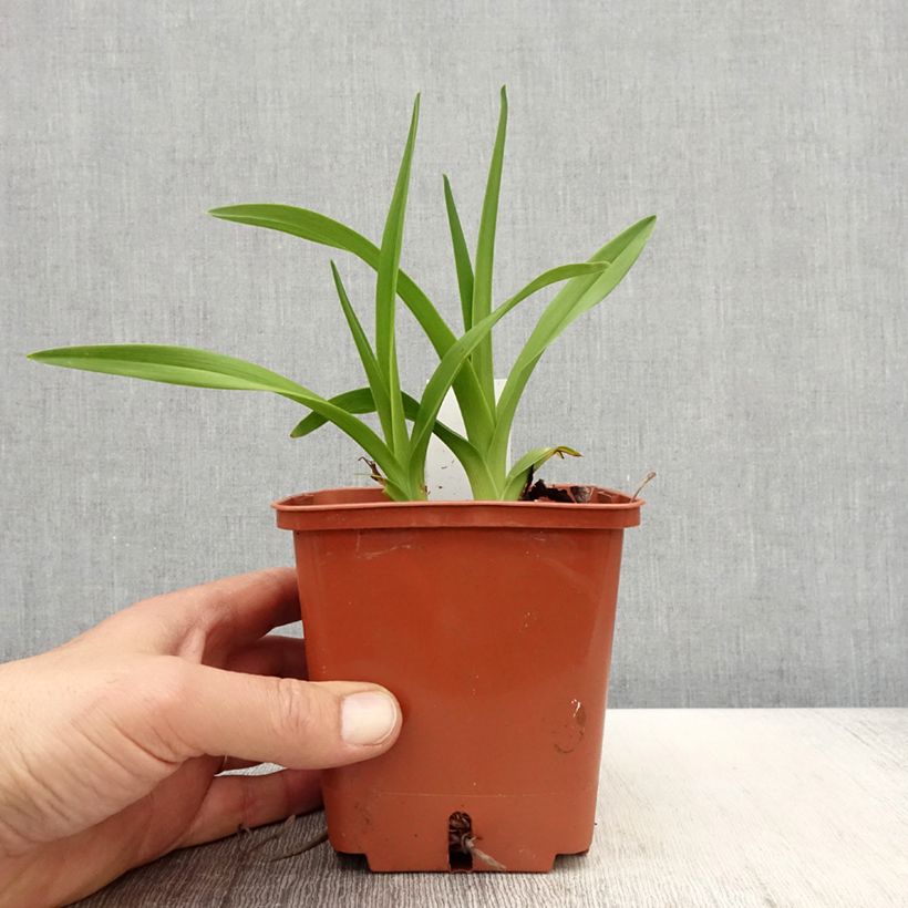 Hemerocallis Fooled Me - Daylily 1L/1.5L pot sample as delivered in spring