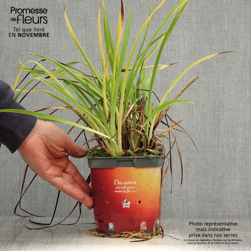 Hemerocallis Frans Hals - Daylily 1L/1.5L pot sample as delivered in autumn