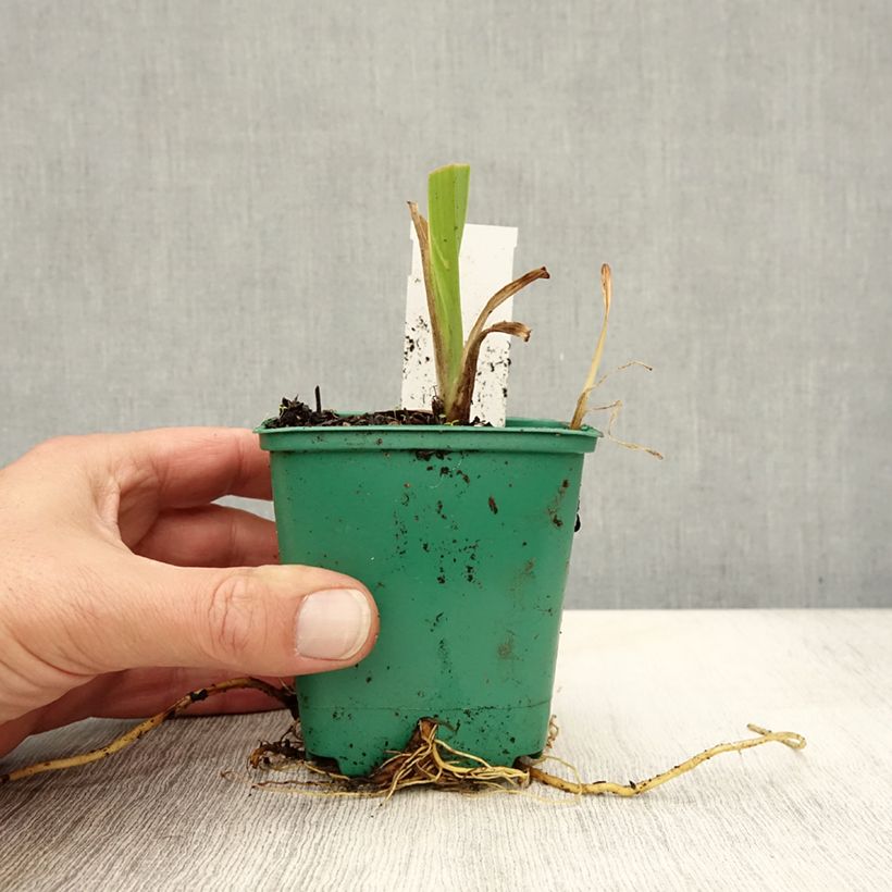 Hemerocallis fulva - Daylily 8/9 cm pot sample as delivered in autumn