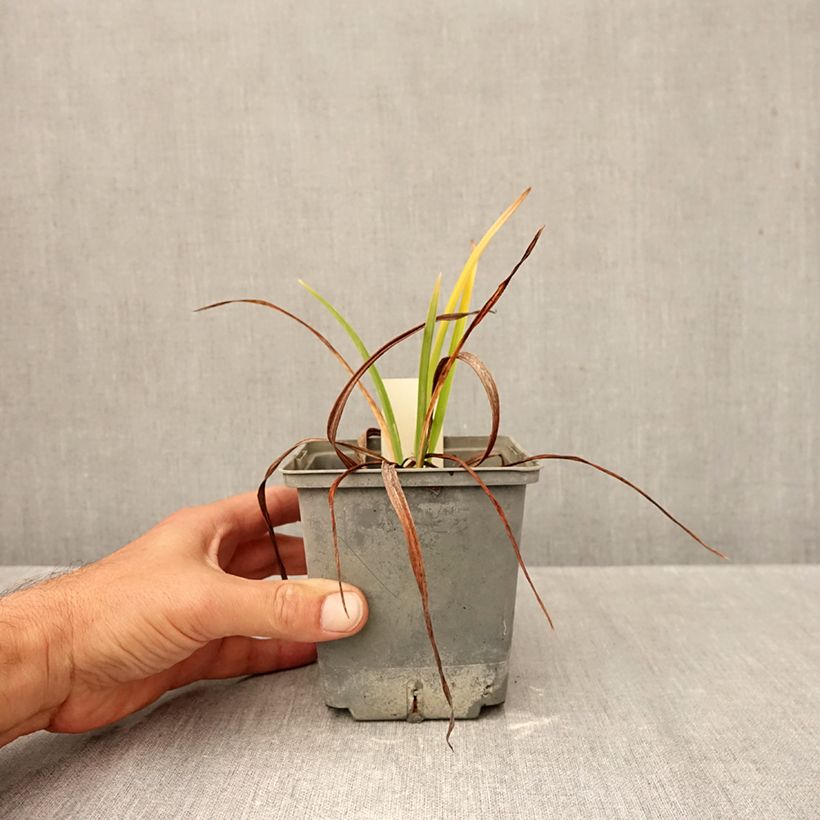 Hemerocallis Graces of Ganymede - Daylily 1L/1.5L pot sample as delivered in autumn
