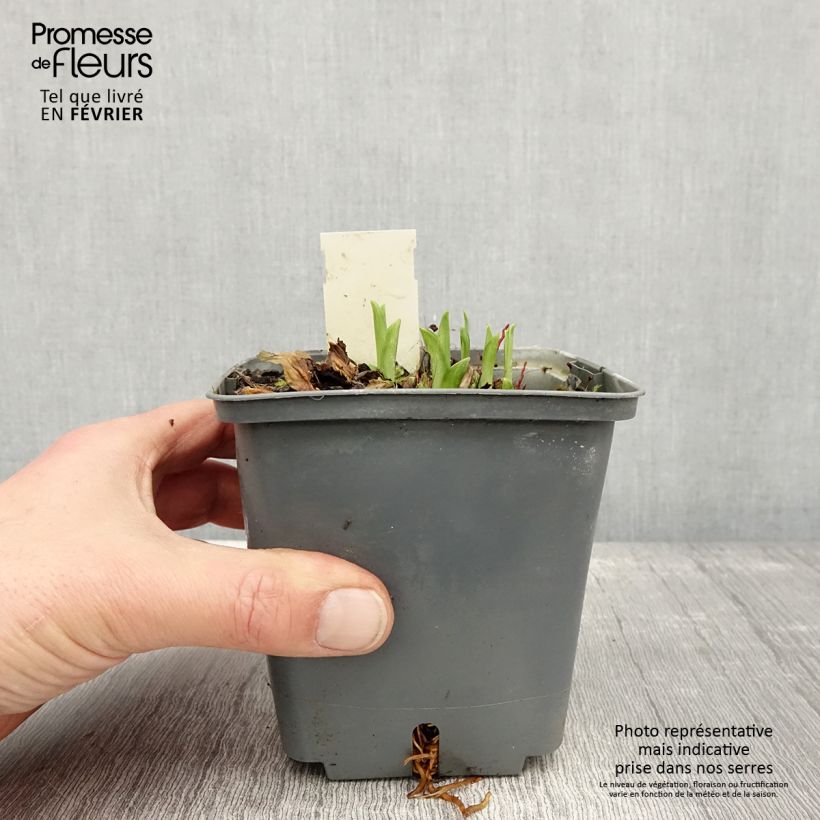 Hemerocallis Graces of Ganymede - Daylily 1L/1.5L pot sample as delivered in winter