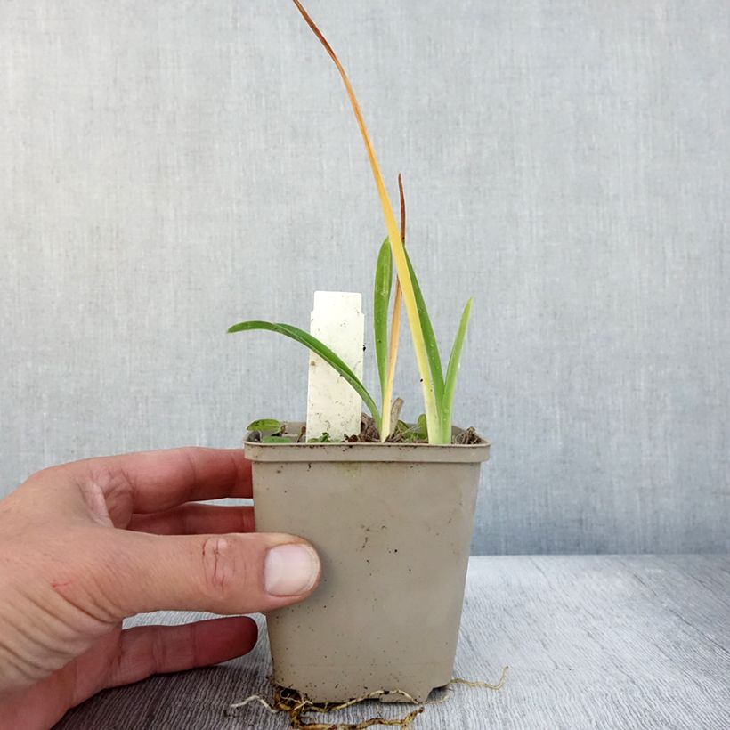 Hemerocallis Green Flutter - Daylily 8/9 cm pot sample as delivered in autumn