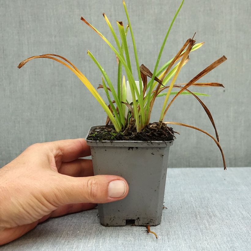 Hemerocallis Happy Returns - Daylily 8/9 cm pot sample as delivered in autumn