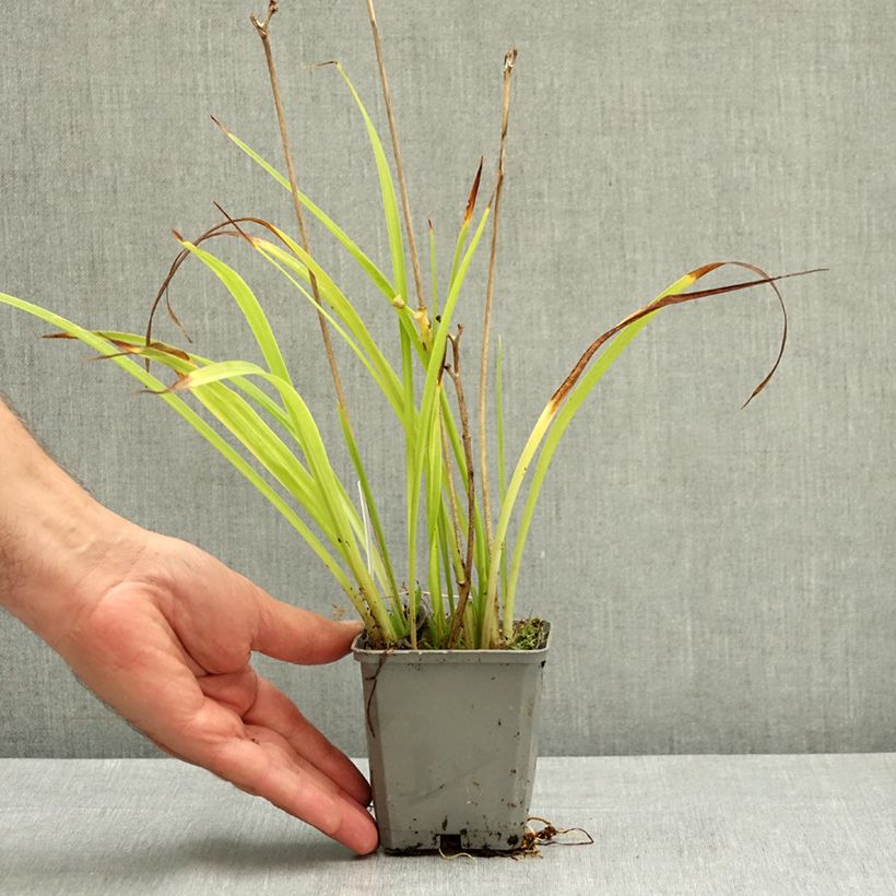 Hemerocallis Happy Returns - Daylily 8/9 cm pot sample as delivered in summer