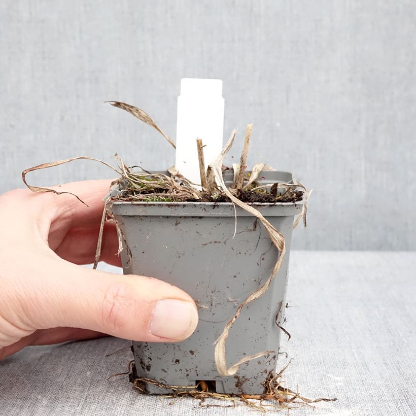 Hemerocallis Happy Returns - Daylily 8/9 cm pot sample as delivered in winter