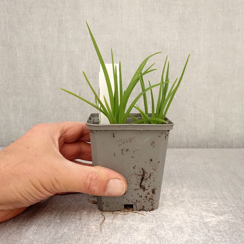 Hemerocallis Happy Returns - Daylily 8/9 cm pot sample as delivered in spring