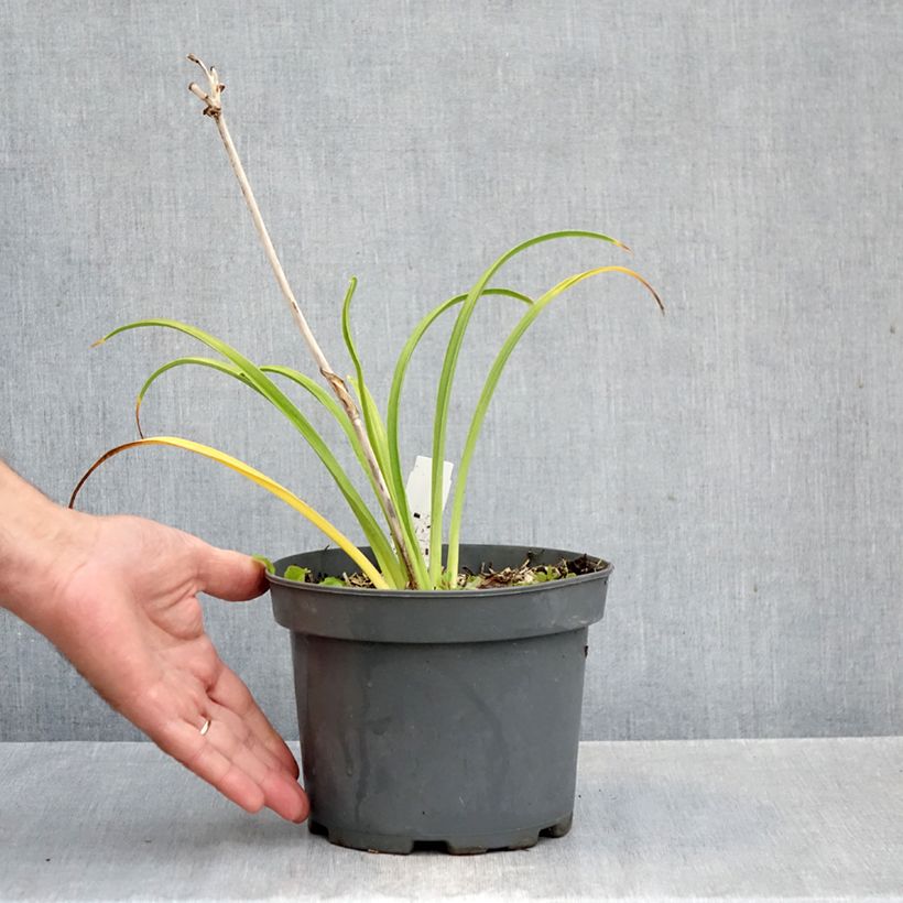 Hemerocallis Happy Returns - Daylily 2L/3L pot sample as delivered in autumn